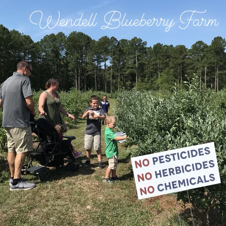 Blueberry farm near Raleigh NC